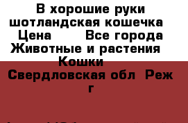 В хорошие руки шотландская кошечка › Цена ­ 7 - Все города Животные и растения » Кошки   . Свердловская обл.,Реж г.